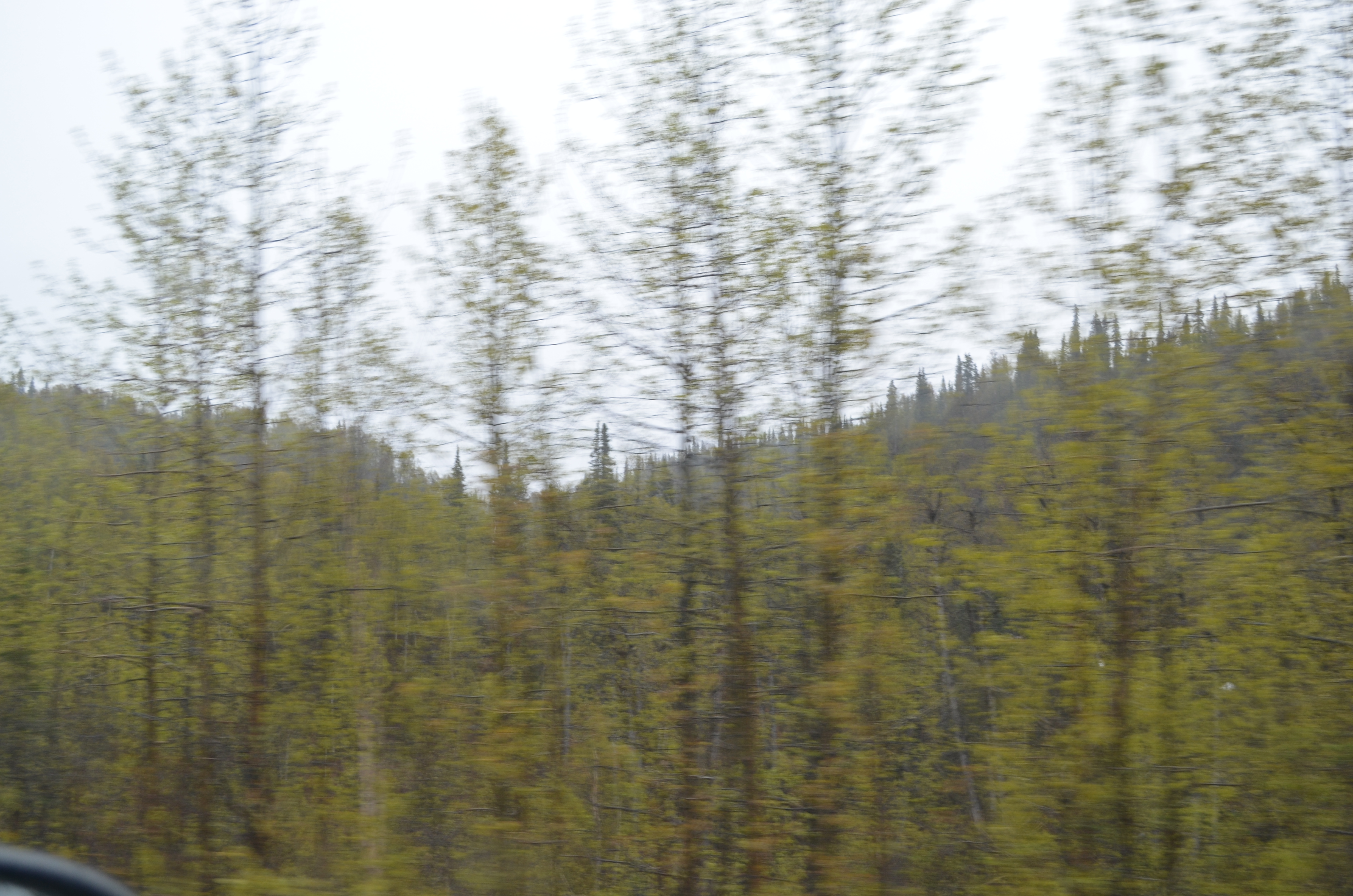 ./2017/08 - Alaska Cruise/03 - Denali/DSC_0084.JPG